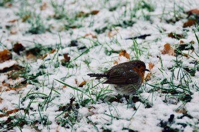 Close-up of bird perching on snowy field during winter