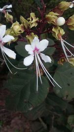 Close-up of flowers blooming outdoors