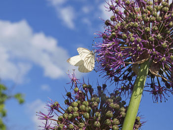 Low angle view of purple flowering plant against sky