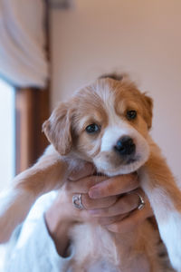 Portrait of cute puppy at home