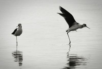Bird flying over lake