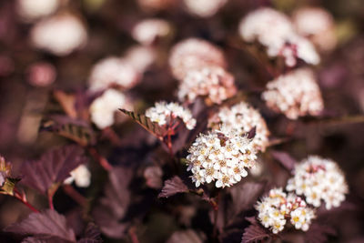 Close-up of white flowering plant