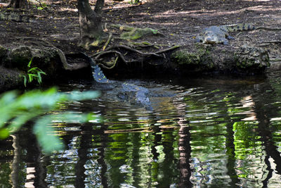 View of lake in forest