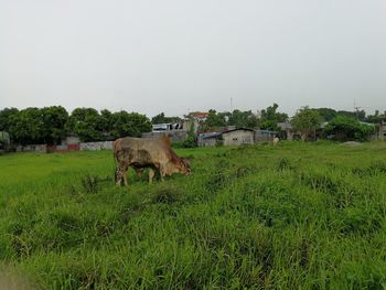 Cows on field against clear sky