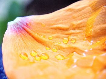 Macro shot of water drops on pink flower