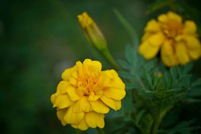 Close-up of yellow flowers