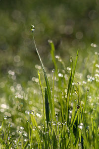 Close-up of water drops on plant in field