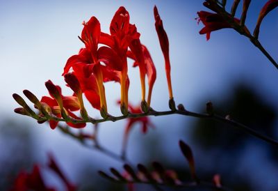 Close-up of red flowering plant