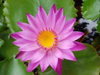 Close-up of pink flower blooming outdoors