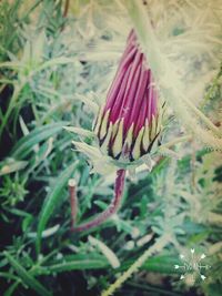 Close-up of flower against blurred background