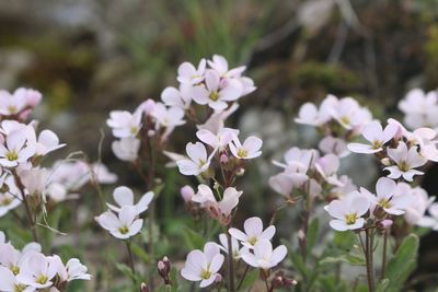 Close-up of white flowers blooming outdoors