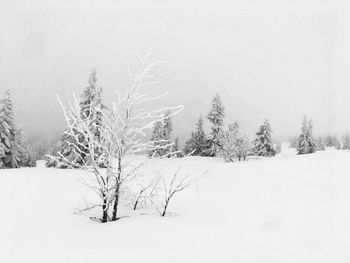 Bare trees on snow covered landscape against clear sky