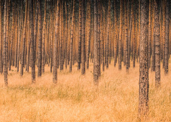 Pine trees in forest during autumn