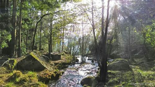 Stream flowing through forest