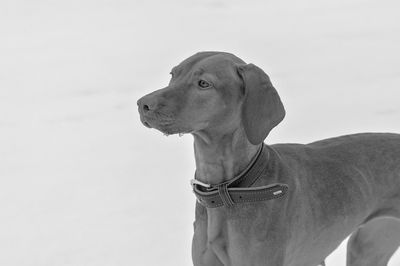 Low angle view of dog looking away against sky