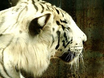 Close-up of zebra