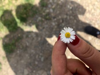 Close-up of hand holding white flowering plant