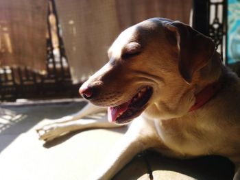 Close-up of dog looking away