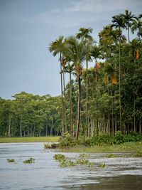 Scenic view of palm trees by river against sky