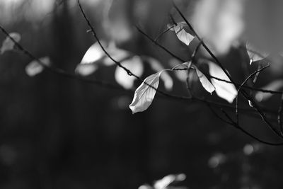 Close-up of flowering plant against blurred background