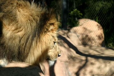 Close-up of lion