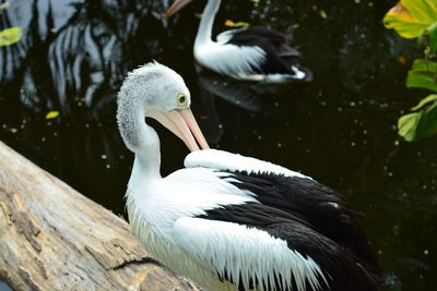 Close-up of pelican in lake