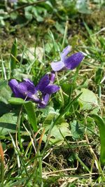 Close-up of purple flowers blooming in field