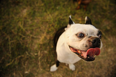 Close-up of boxer dog sticking out tongue