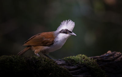 Close-up of bird perching on plant.