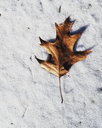 High angle view of dry maple leaf on snow