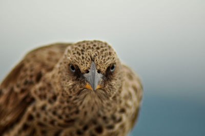 Close-up portrait of falcon against gray background