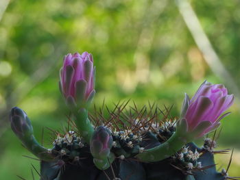 Close-up of pink crocus flowers