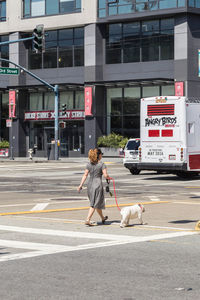 View of dog on the road