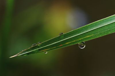 Close-up of insect on wet plant