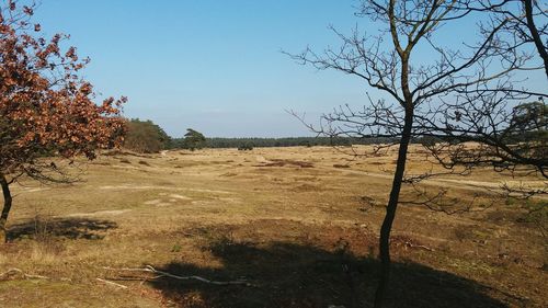 Scenic view of grassy field against sky