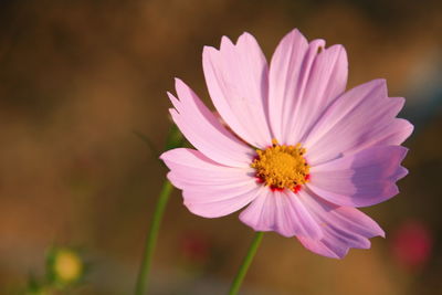 Close-up of cosmos flower blooming outdoors