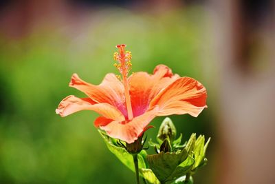 Close-up of red lily on plant