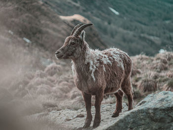 Ibex standing in a field