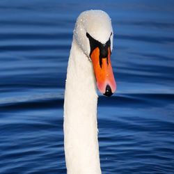 Close-up of swan swimming on lake