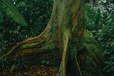 Close-up of tree trunk in forest