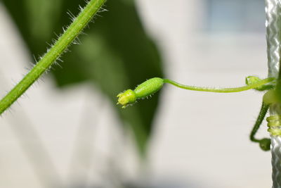 Close-up of green bud outdoors