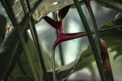 Close-up of flower growing on tree