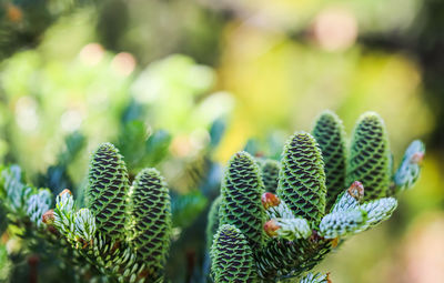 Close-up of plant