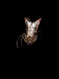 Close-up of insect over black background