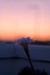 Close-up of purple flowering plant against sky during sunset