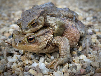 Close-up of frog on rock