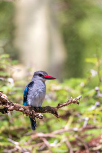 Close-up of bird perching on branch