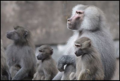 Close-up of monkey