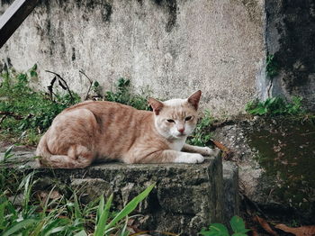 Portrait of cat