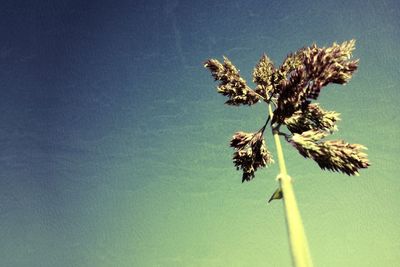 Low angle view of trees against blue sky